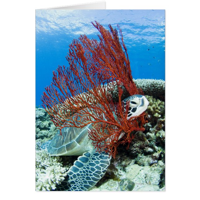 ウミガメの休息 (正面)