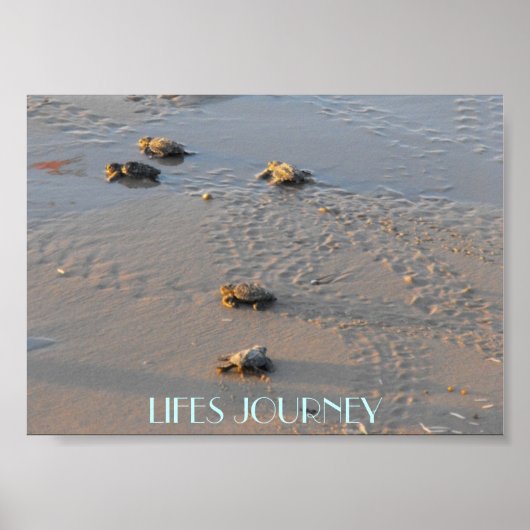 ウミガメの旅 ポスター (正面)