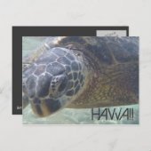 ウミガメの水中はがき ポストカード (正面/裏面)