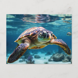 ウミガメの海 ポストカード