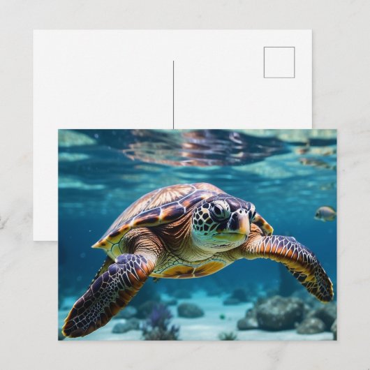 ウミガメの海 ポストカード (正面/裏面)