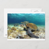 ウミガメリラックスが熱帯性ラグーンに水中に ポストカード (正面/裏面)