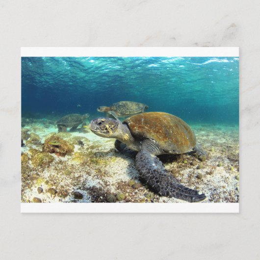 ウミガメリラックスが熱帯性ラグーンに水中に ポストカード (正面)
