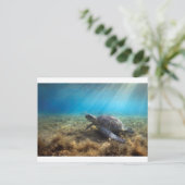 ウミガメリラックスの水中 ポストカード (スタンド正面)
