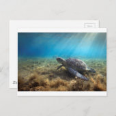 ウミガメリラックスの水中 ポストカード (正面/裏面)