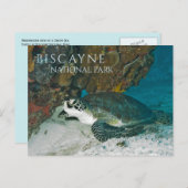 ウミガメ休養水中、ビスケイン湾、FL ポストカード (正面/裏面)