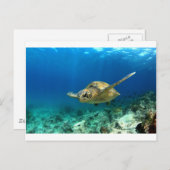 ウミガメ水中 ポストカード (正面/裏面)
