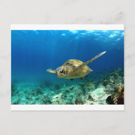ウミガメ水中 ポストカード