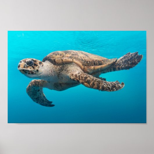 ウミガメ泳ぎ ポスター (正面)