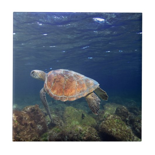 ウミガメ海中パラダイス島 タイル (正面)