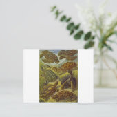 ウミガメ科学プリント ポストカード (スタンド正面)