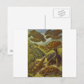 ウミガメ科学プリント ポストカード (正面/裏面)