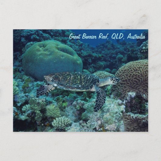 ウミガメ葉書 ポストカード (正面)