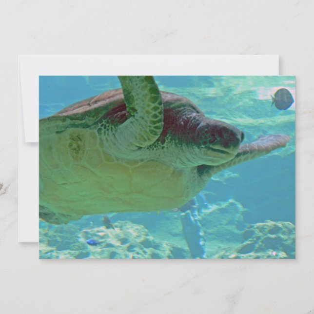 ウミガメ (正面)