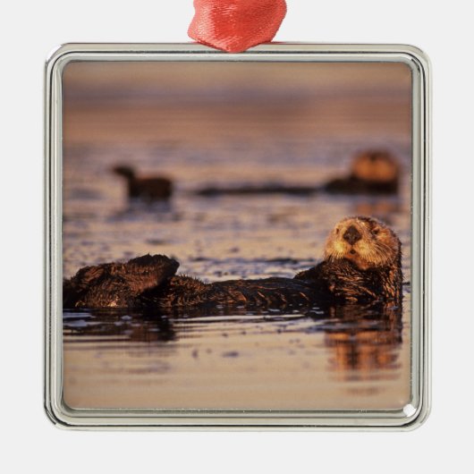 ウミガメ、エンヒドラルトリス3 メタルオーナメント (正面)