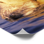 ウミガメ、エンヒドラルトリス4 ポスター (角)