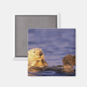 ウミガメ、エンヒドラルトリス4 マグネット (正面/裏面)