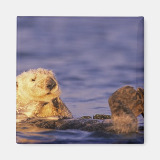 ウミガメ、エンヒドラルトリス4 マグネット (正面)