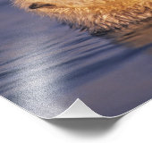 ウミガメ、エンヒドラルトリス5 フォトプリント            (角)