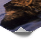 ウミガメ、エンヒドラルトリス5 ポスター (角)