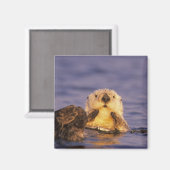 ウミガメ、エンヒドラルトリス5 マグネット (正面/裏面)