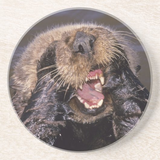 ウミガメ、エンヒドラルトリス6 コースター (正面)