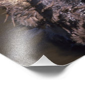 ウミガメ、エンヒドラルトリス6 フォトプリント            (角)