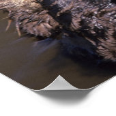 ウミガメ、エンヒドラルトリス6 ポスター (角)