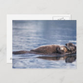 ウミガメ・エンヒドラルトリス ポストカード (正面/裏面)