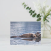 ウミガメ・エンヒドラルトリス ポストカード (スタンド正面)