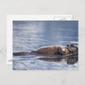 ウミガメ・エンヒドラルトリス ポストカード (正面/裏面)