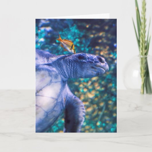 ウミガメ カード (正面)