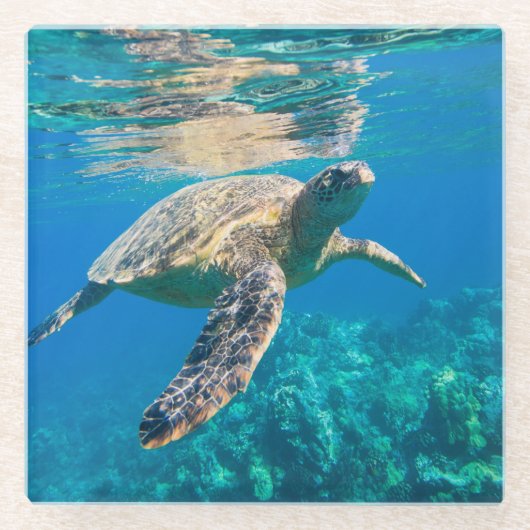 ウミガメ ガラスコースター (正面)