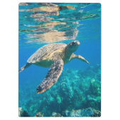 ウミガメ クリップボード (裏面)