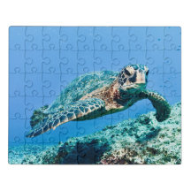 ウミガメ