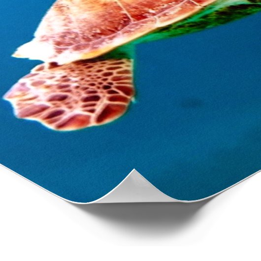 ウミガメ ポスター (角)