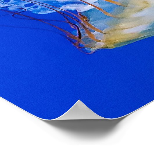 ウミガメ ポスター (角)