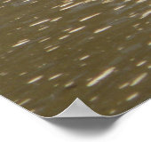 ウミガメ ポスター (角)