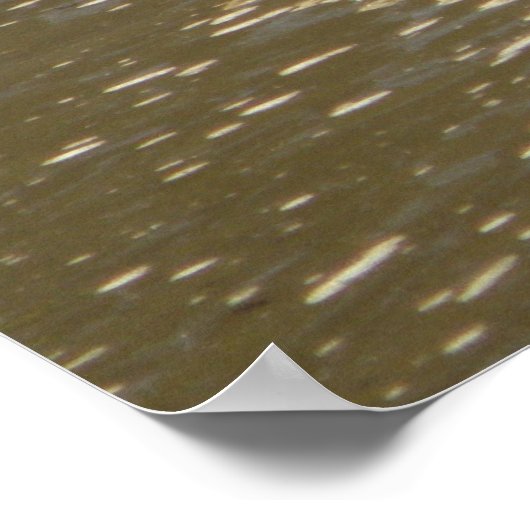 ウミガメ ポスター (角)