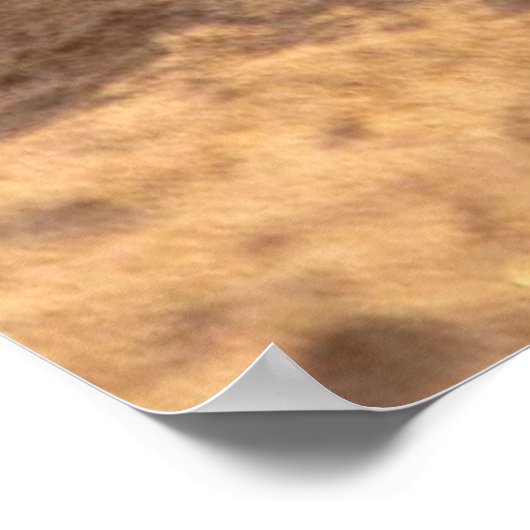 ウミガメ ポスター (角)