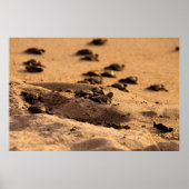 ウミガメ ポスター (正面)