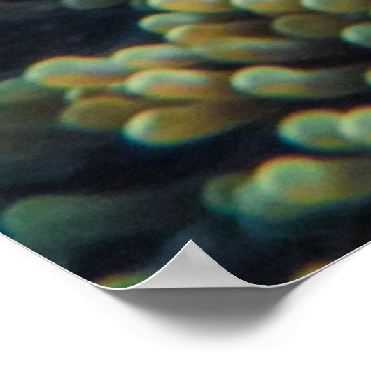 ウミガメ ポスター (角)