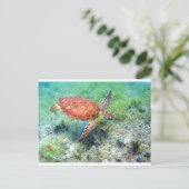 ウミガメ ポストカード (スタンド正面)