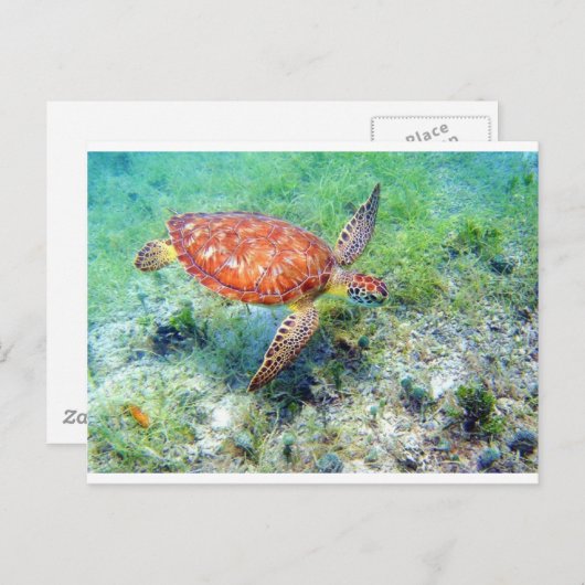 ウミガメ ポストカード (正面/裏面)