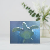 ウミガメ ポストカード (スタンド正面)