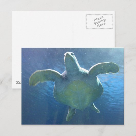 ウミガメ ポストカード (正面/裏面)