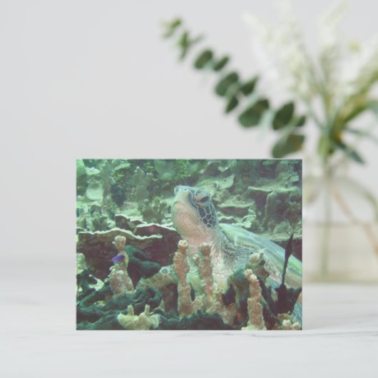 ウミガメ ポストカード (スタンド正面)