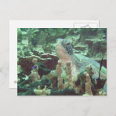 ウミガメ ポストカード (正面/裏面)