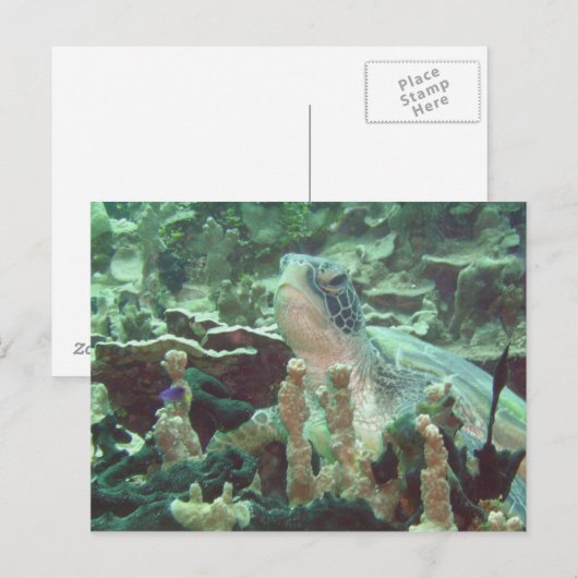 ウミガメ ポストカード (正面/裏面)