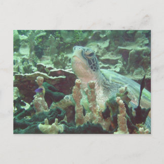 ウミガメ ポストカード